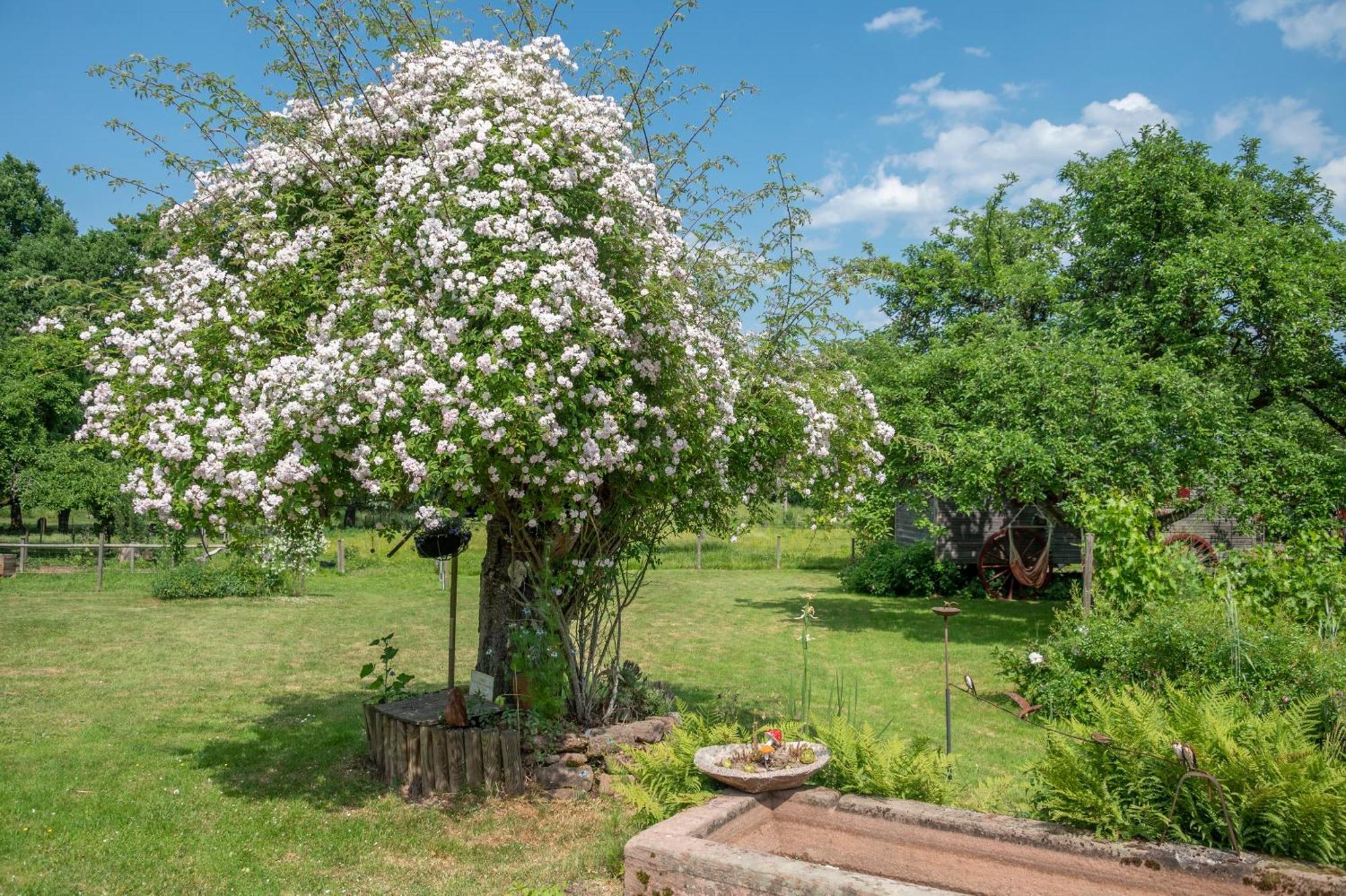 Saint-Michel-sur-Meurthe Roulotte Le Temps De Rever B&B 외부 사진