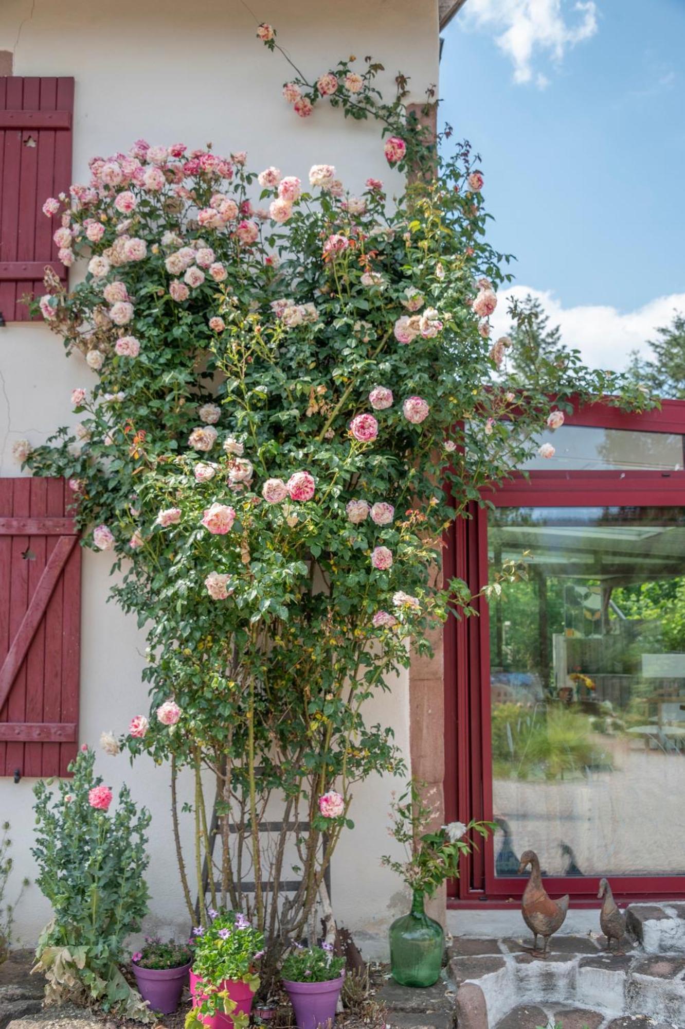 Saint-Michel-sur-Meurthe Roulotte Le Temps De Rever B&B 외부 사진